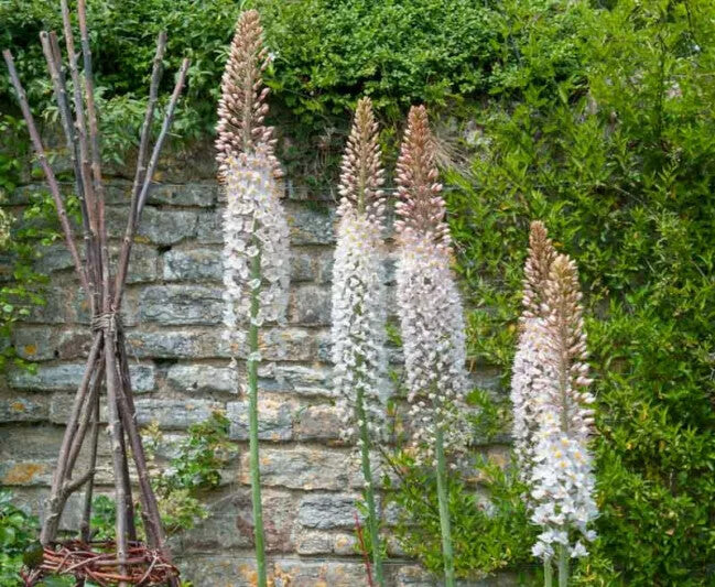 Eremurus Flower Seeds for Planting – Heirloom Non-GMO, High Germination Organic Garden Seeds