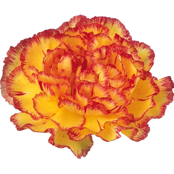 Red Yellow Carnation Flower Seeds for Planting – Heirloom, Non-GMO, High Germination Organic Garden Seeds