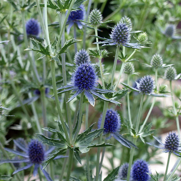 Flower Seeds, Seeds,Seeds For Planting,Plant Seeds