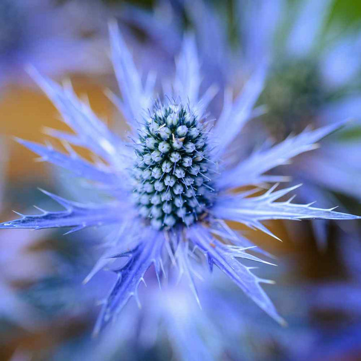 Hobbit Sea Holly Eryngium Flower seeds for Planting - Bright Blooms, Heirloom &amp; GMO Free Seeds for Home Garden, 100 pcs
