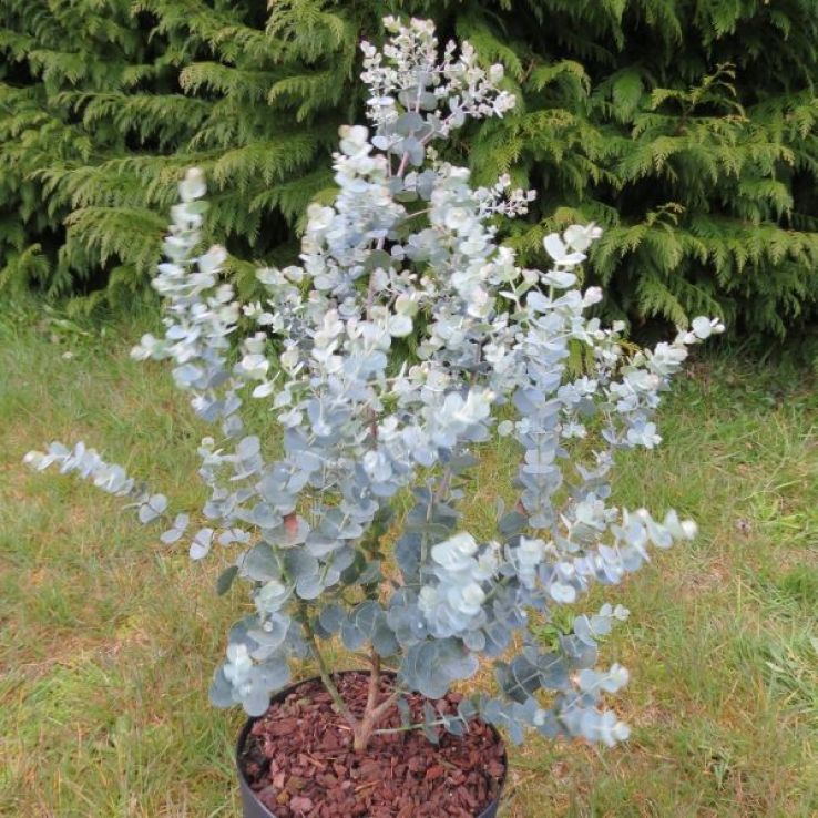 Sea Blue Eucalyptus Gunnii Flower Seeds for Planting – Heirloom, Non-GMO, High Germination Seeds