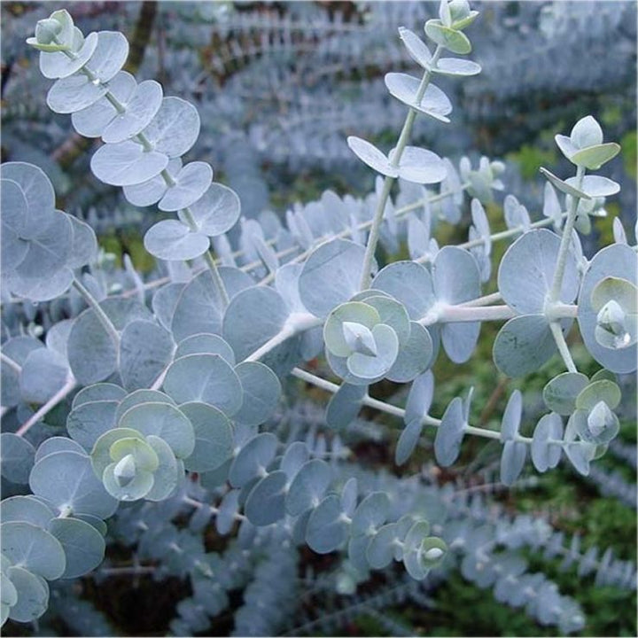 Sea Blue Eucalyptus Gunnii Flower Seeds for Planting – Heirloom, Non-GMO, High Germination Seeds