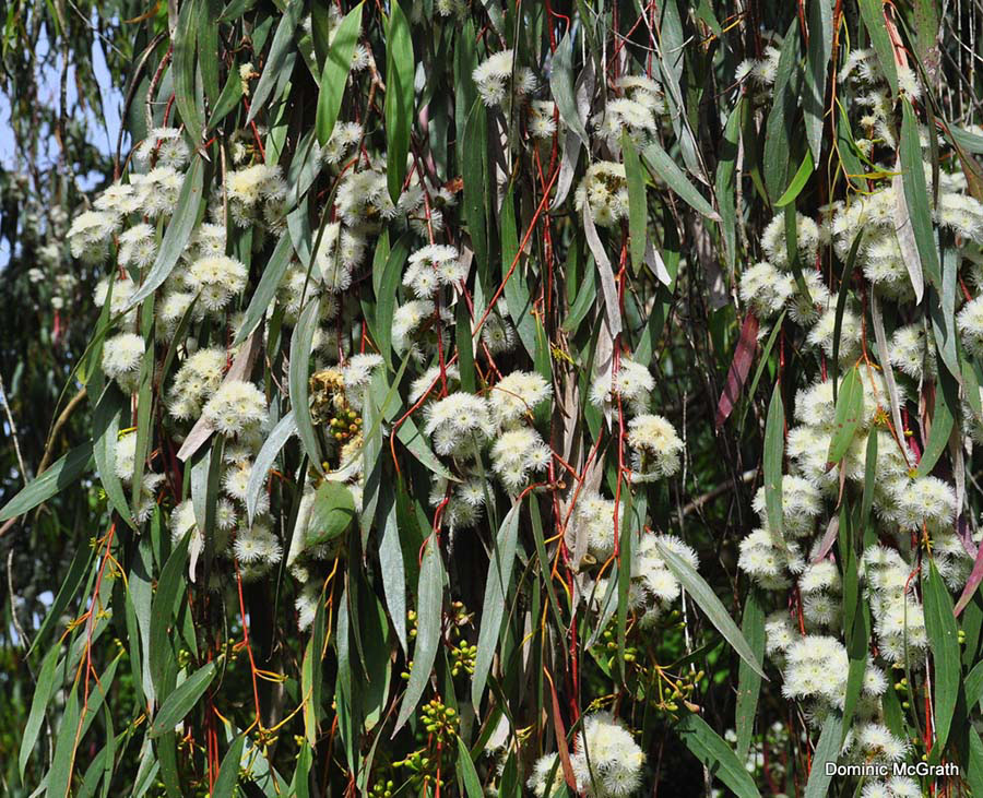 Green Snow Gum Herb Seeds for Planting – Heirloom, Non-GMO Seeds for Kitchen Garden Staples