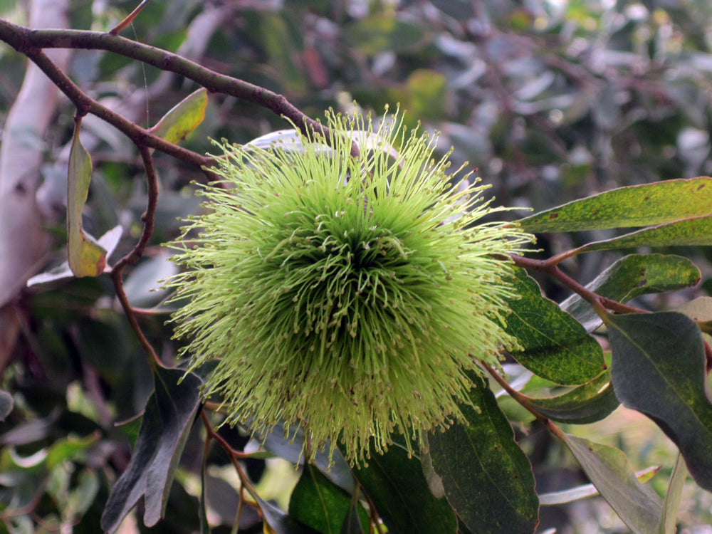 Eucalyptus Lehmannii Flower Seeds for Planting – Heirloom Non-GMO, High Germination Organic Garden Seeds