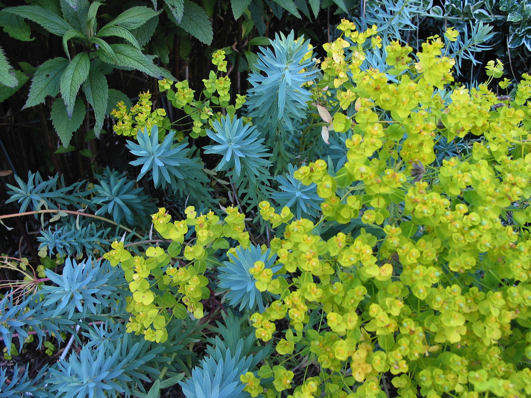Blue Euphorbia Flower Seeds for Planting – Drought Tolerant, Heirloom, Non-GMO, High Germination Organic Garden Seeds