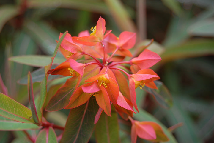 Red Euphorbia Griffithii Flower Seeds for Planting – Heirloom Non-GMO, High Germination Organic Garden Seeds