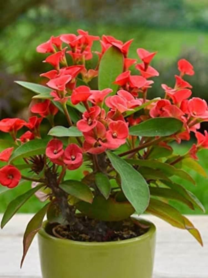 Milii Flower Seeds for Planting – Wildflower Mix, Heirloom Non-GMO, High Germination Organic Garden Seeds