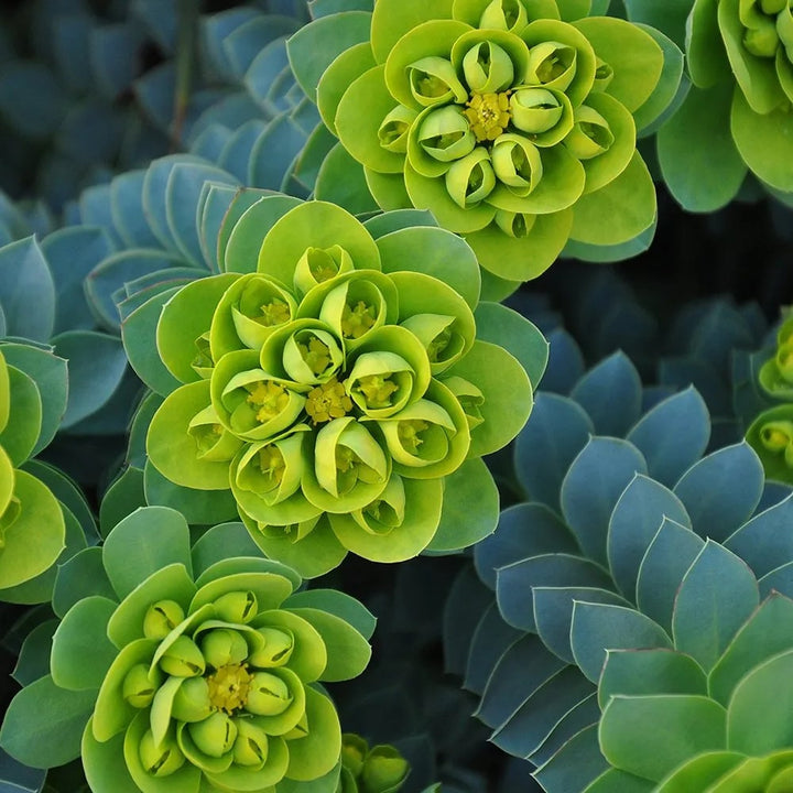 Green Euphorbia Myrsinites Flower Seeds for Planting – Heirloom, Non-GMO, High Germination Organic Garden Seeds