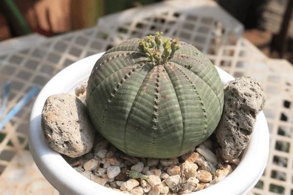 Euphorbia Obesa Baseball Flower Seeds for Planting – Heirloom, Non-GMO, Long Bloom, Organic Garden
