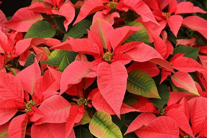 Euphorbia Pulcherrima Flower Seeds for Planting – Heirloom Non-GMO, High Germination Organic Garden Seeds