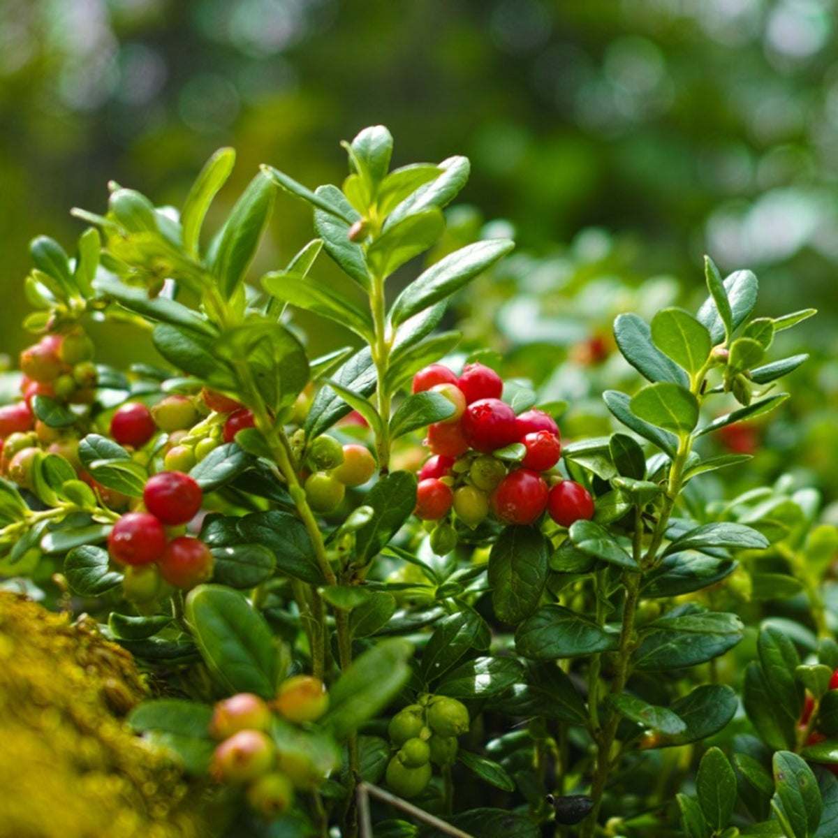 Cranberry fruit seeds for planting – Heirloom & Non-GMO garden seeds, tart healthy berries for wet soil gardens