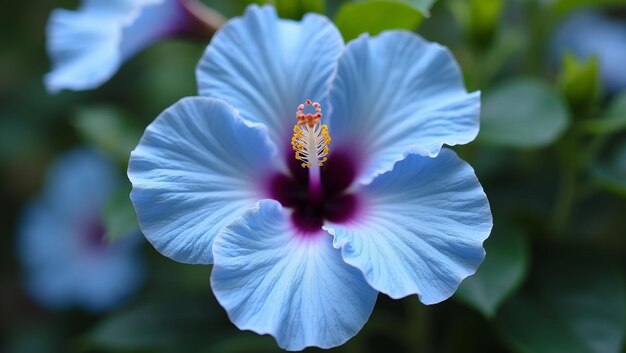 Sky Blue Hibiscus Flower Seeds for Planting – Heirloom, Non-GMO, Pollinator Friendly, High Germination