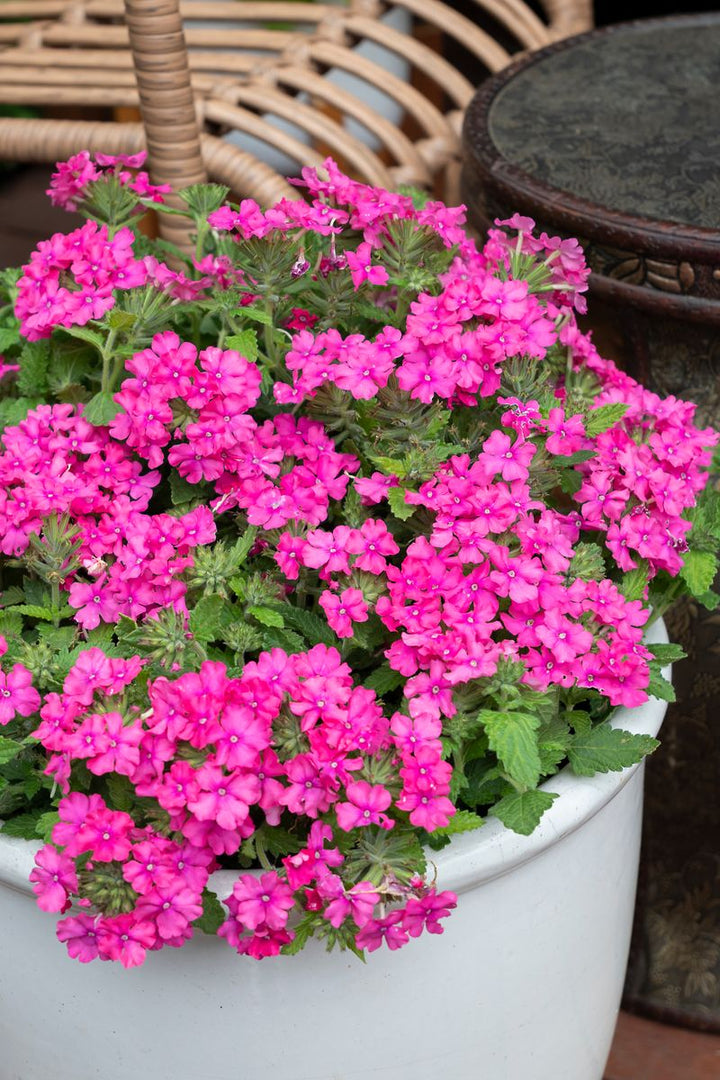 Pink Verbena Flower Seeds for Planting – Premium Heirloom, Non-GMO, High Germination Garden Seeds