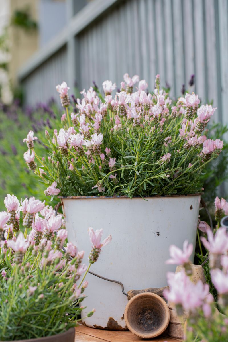 Light Pink Lavender Flower Seeds for Planting – Heirloom, Non-GMO, High Germination Organic Garden Seeds
