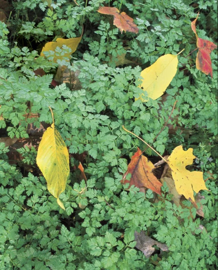 Green Chervil Vegetable Seeds for Planting – Heirloom & Non-GMO Garden Seeds