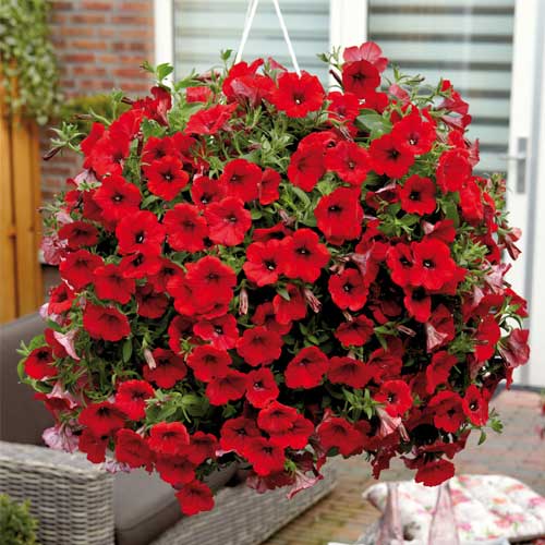 Scarlet Red Petunia Flower Seeds for Planting – Heirloom, Non-GMO, High Germination Garden Seeds