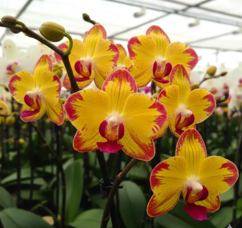 Red Yellow Phalaenopsis Flower Seeds for Planting – Heirloom, Non-GMO, Low Maintenance, High Germination