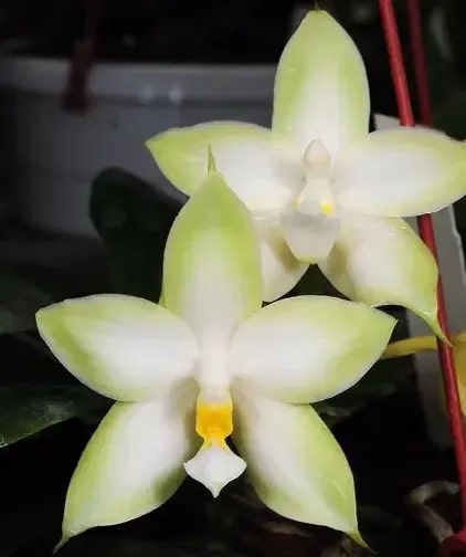Green White Phalaenopsis Flower Seeds for Planting – Heirloom, Non-GMO, Hardy High Germination Seeds
