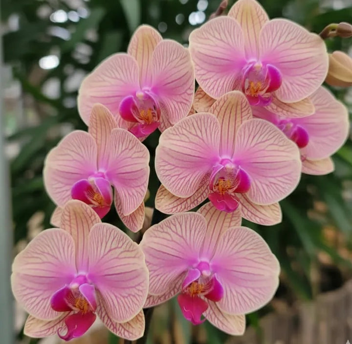 Baby Pink Orchid Phalaenopsis Flower Seeds for Planting – Heirloom, Non-GMO, High Germination Organic Garden Seeds