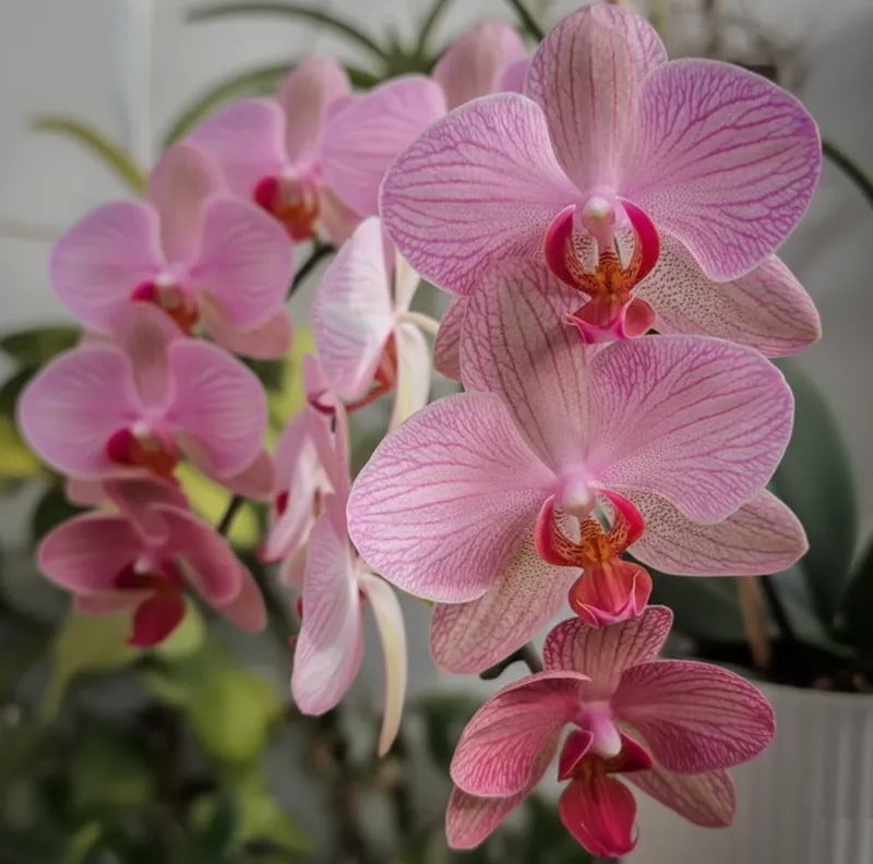 Baby Pink Orchid Phalaenopsis Flower Seeds for Planting – Heirloom, Non-GMO, High Germination Organic Garden Seeds