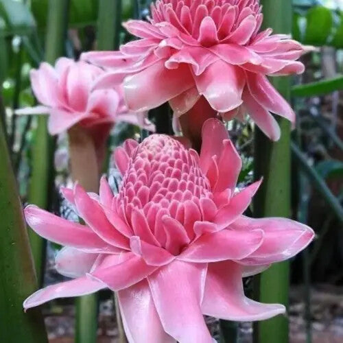 Pink Torch Ginger Flower Seeds for Planting – Heirloom Non-GMO, High Germination Organic Garden Seeds