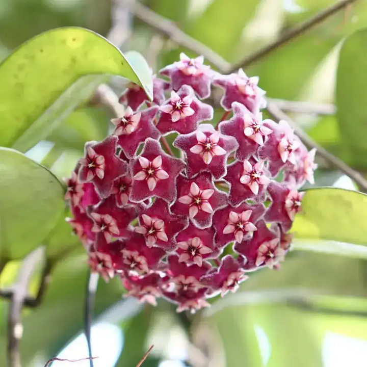 Maroon Hoya Flower Seeds – Heirloom, Non-GMO, High Germination Organic Garden Seeds for Planting