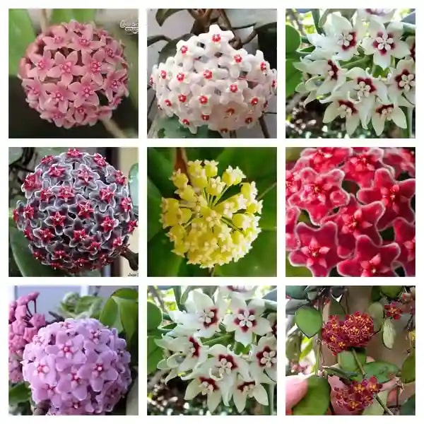 Mixed Color Hoya Flower Seeds for Planting – Heirloom, Non-GMO, High Germination Organic Garden Seeds