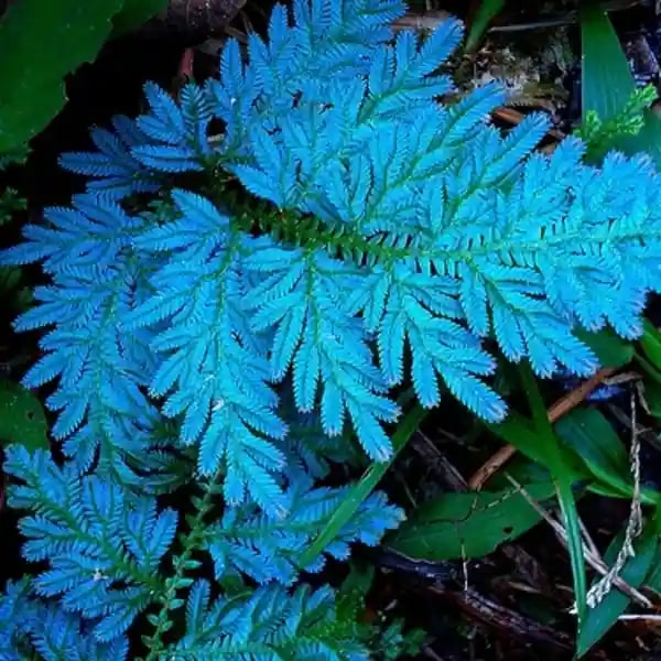 Sky Blue Fern Seeds for Planting – Seasonal Bloomer, Heirloom, Non-GMO, High Germination Organic Garden Seeds