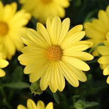 Yellow Osteospermum Flower Seeds for Planting – Heirloom, Non-GMO, High Germination Organic Garden Seeds (100pcs)