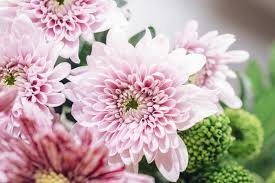 Light Pink Chrysanthemum Flower Seeds for Planting – Heirloom, Non-GMO, High Germination Organic Garden Seeds (100pcs)
