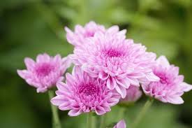 Light Pink Chrysanthemum Flower Seeds for Planting – Heirloom, Non-GMO, High Germination Organic Garden Seeds (100pcs)
