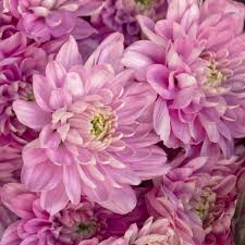 Light Pink Chrysanthemum Flower Seeds for Planting – Heirloom, Non-GMO, High Germination Organic Garden Seeds (100pcs)