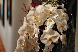 White Brown Phalaenopsis Orchid Seeds for Planting – Heirloom, Non-GMO, High Germination Organic Garden Seeds (100pcs)