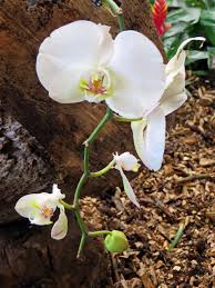 White Brown Phalaenopsis Orchid Seeds for Planting – Heirloom, Non-GMO, High Germination Organic Garden Seeds (100pcs)