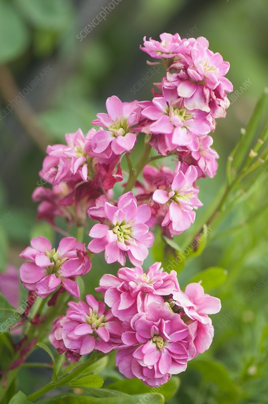 Pink Matthiola Flower Seeds for Planting – Heirloom, Non-GMO, Fragrant High Germination Garden Seeds