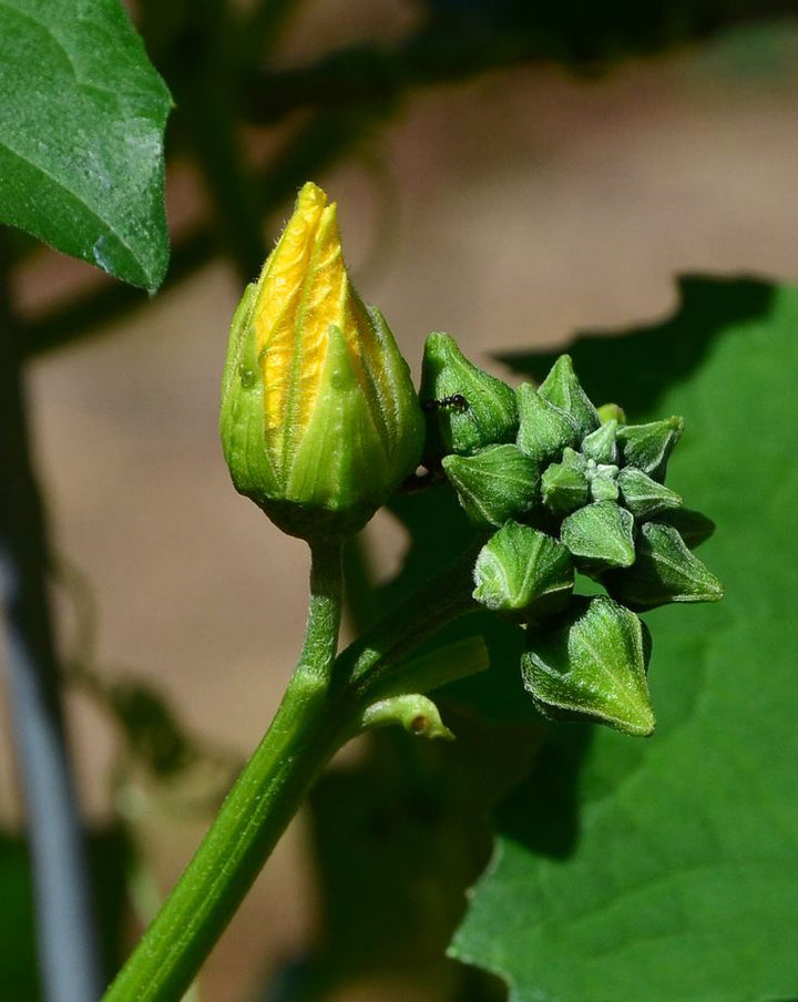 Luffa Flower Seeds for Planting – Heirloom, Non-GMO, High Germination Organic Garden Seeds