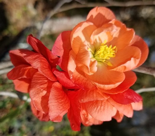 Orange Chaenomeles Flower Seeds for Planting – Heirloom Non-GMO, High Germination Organic Garden Seeds