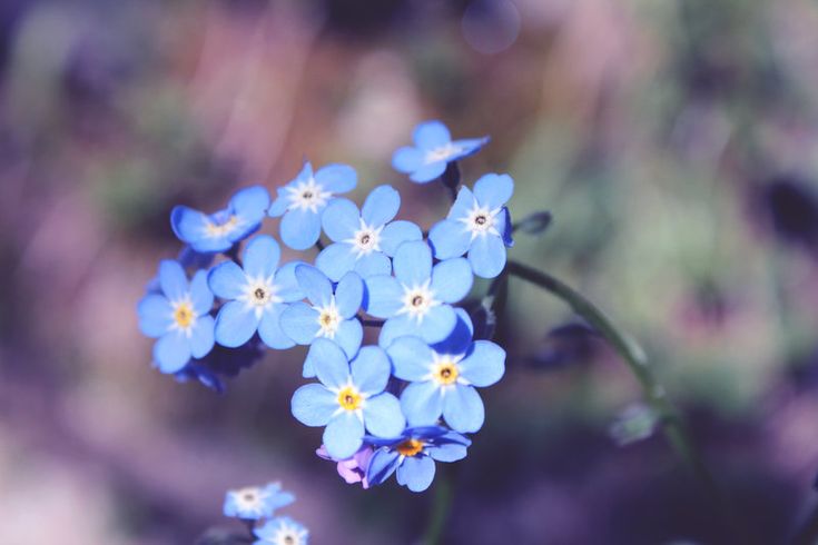 Sky Blue Nezabudka Flower Seeds for Planting – Heirloom, Non-GMO, Drought Tolerant, High Germination