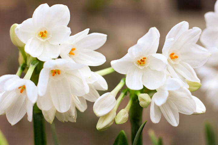 White Narcissus Flower Seeds for Planting – Heirloom, Non-GMO, High Germination Organic Garden Seeds