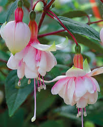 Baby Pink Double Petals Fuchsia Flower Seeds for Planting – Heirloom, Non-GMO, Long Bloom, High Germination Organic Garden Seeds