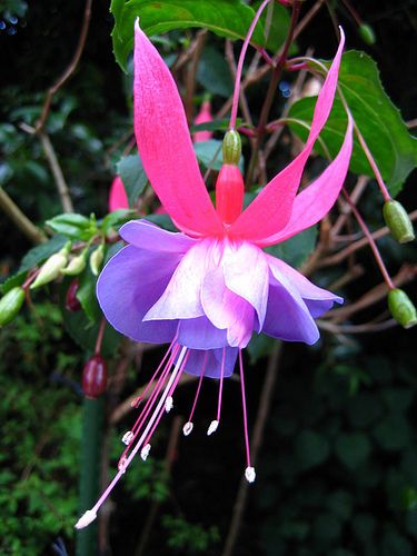 Light Violet Pink Fuchsia Flower Seeds for Planting - Heirloom, Non-GMO, High Germination Garden Seeds