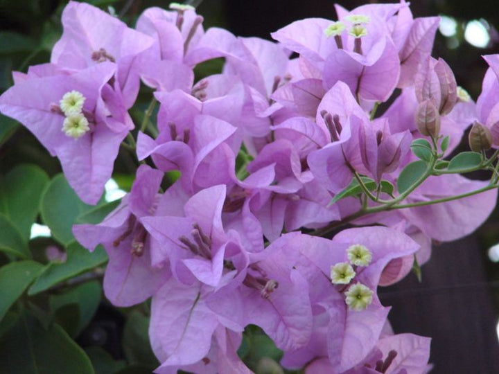 Light Purple Bougainvillea Flower Seeds for Planting – Heirloom Non-GMO High Germination Seeds