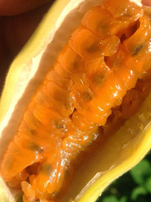 Banana Passion Fruit Seeds – Heirloom, Non-GMO Seeds for Lush Fruit-Lover’s Garden Planting