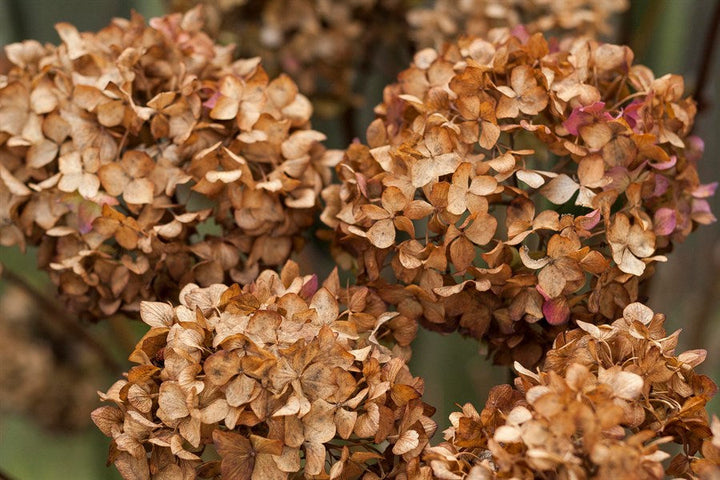 Flower Seeds, Seeds,Seeds For Planting,Plant Seeds