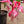 Baby Pink Double Petals Fuchsia Flower Seeds for Planting – Heirloom, Non-GMO, Long Bloom, High Germination Organic Garden Seeds
