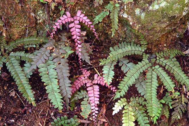 Dark Pink Fern Pteridophyta Seeds for Planting – Wildflower Mix, Heirloom & Non-GMO Garden Seeds