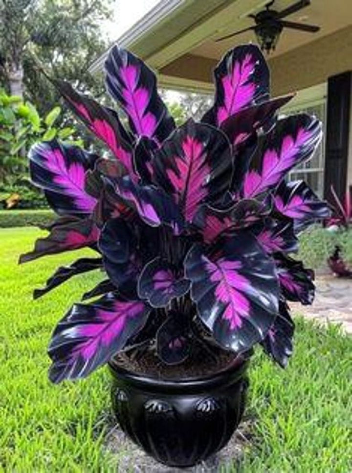 Purple Calathea Warscewiczii Flower Seeds for Planting – Heirloom, Non-GMO, High Germination Organic Garden Seeds