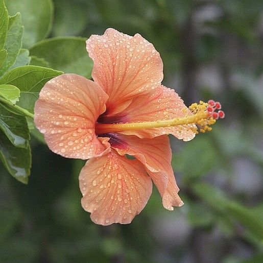 Peach Hibiscus Flower Seeds for Planting – Wildflower Mix, Heirloom, Non-GMO, High Germination