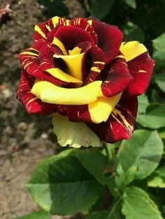Yellow Maroon Rose Flower seeds for Planting – Shade Tolerant, Heirloom, Non-GMO Seeds for Home Garden