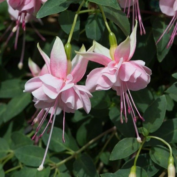 Baby Pink Double Petals Fuchsia Flower Seeds for Planting – Heirloom, Non-GMO, Long Bloom, High Germination Organic Garden Seeds